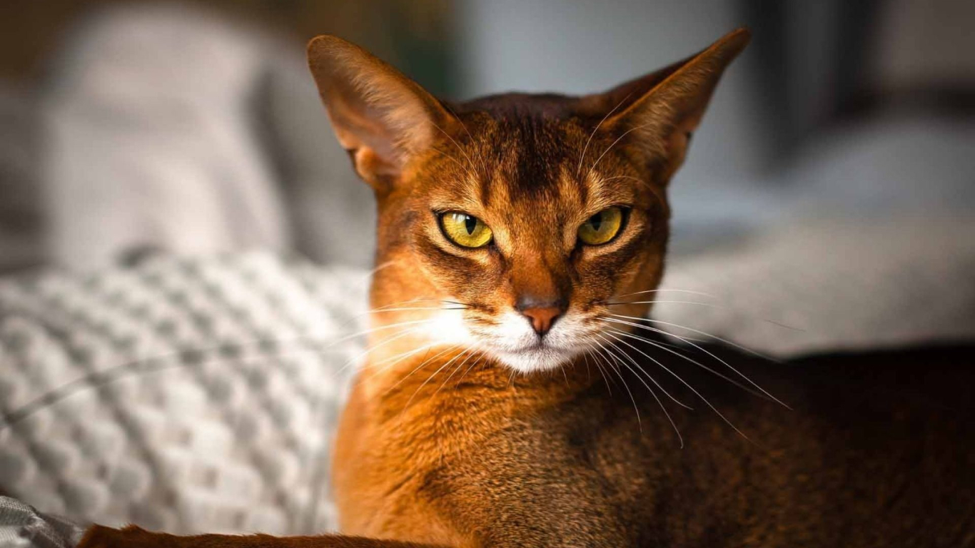 Abyssinian Breed