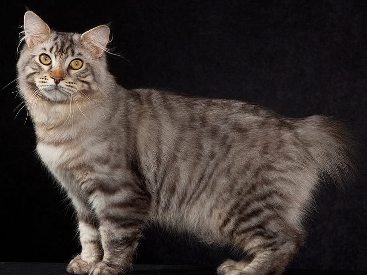 American Bobtail Breed