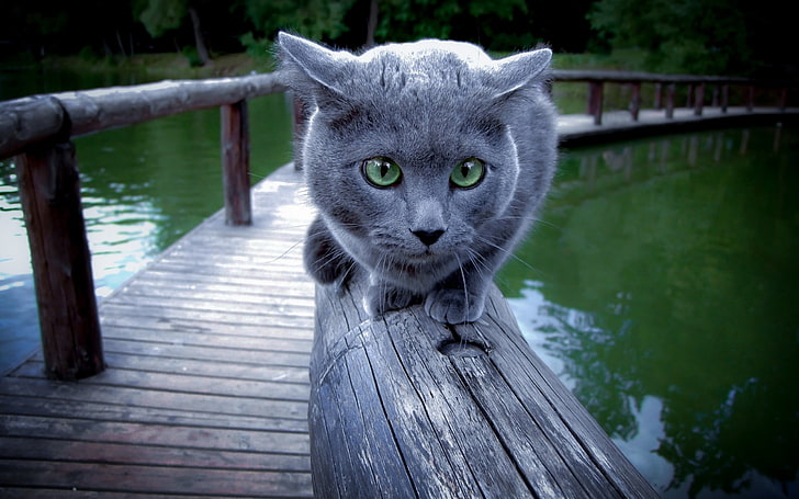 Blue Russian Breed