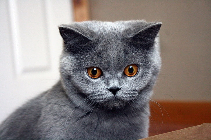 British Shorthair Breed