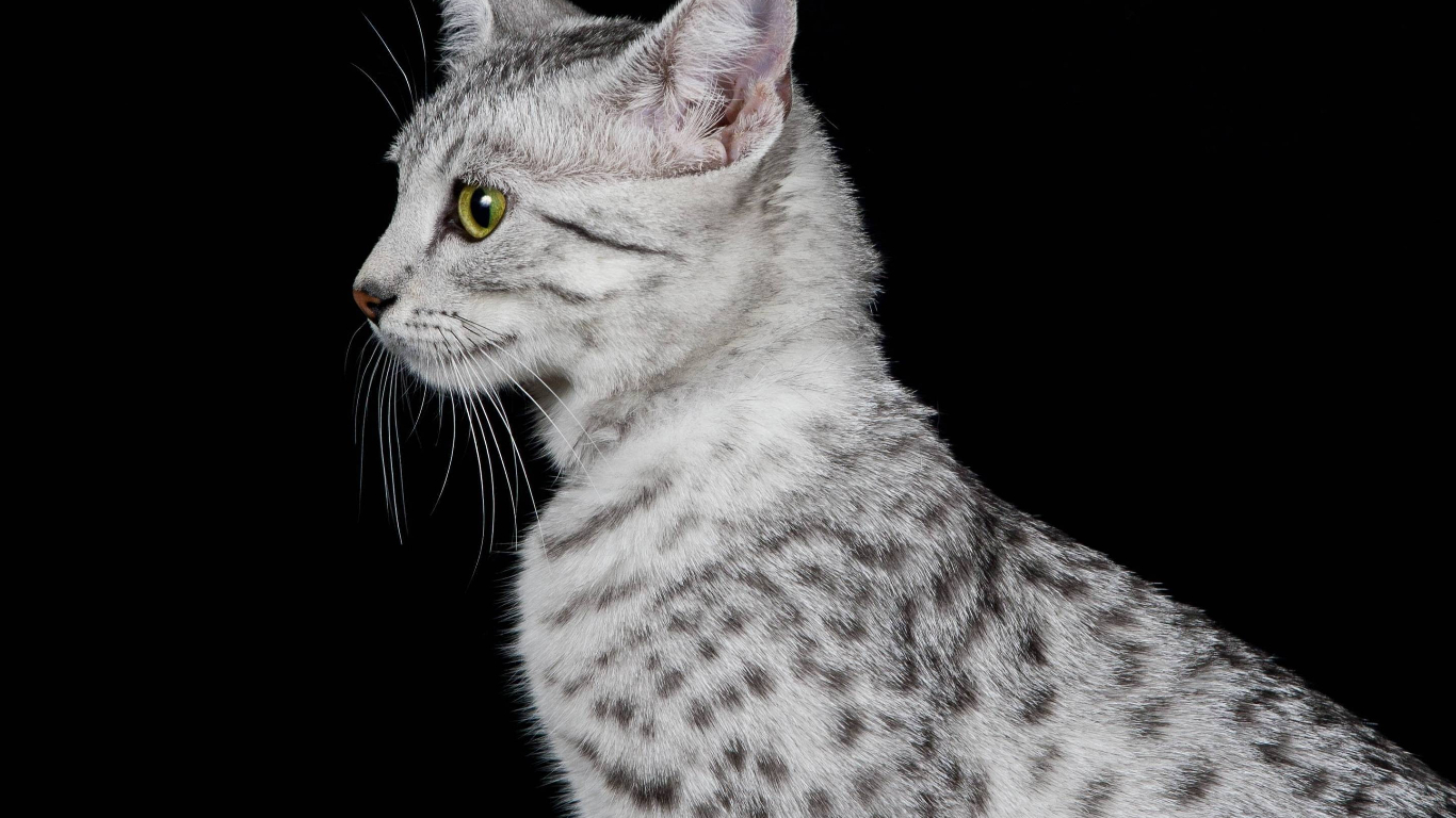 Egyptian Mau Breed