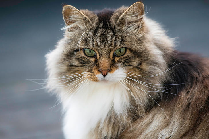 Norwegian Forest Breed