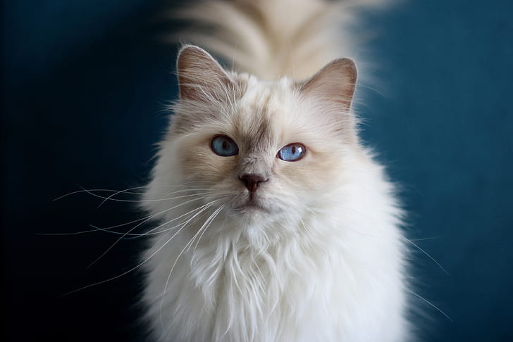 Ragdoll Breed