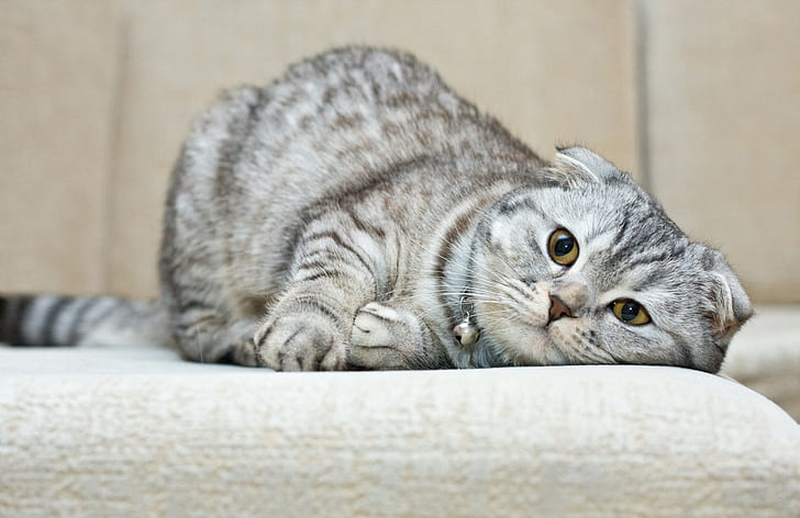 Scottish Fold Breed