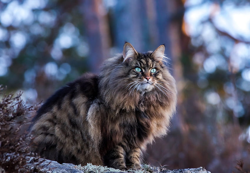 Siberian Breed