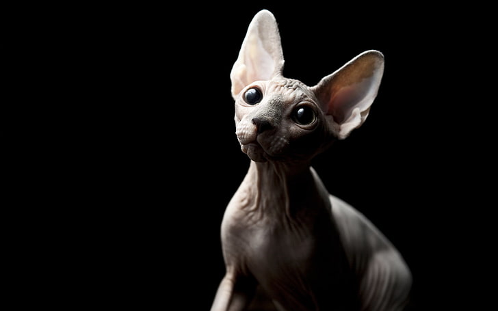 Sphynx Breed