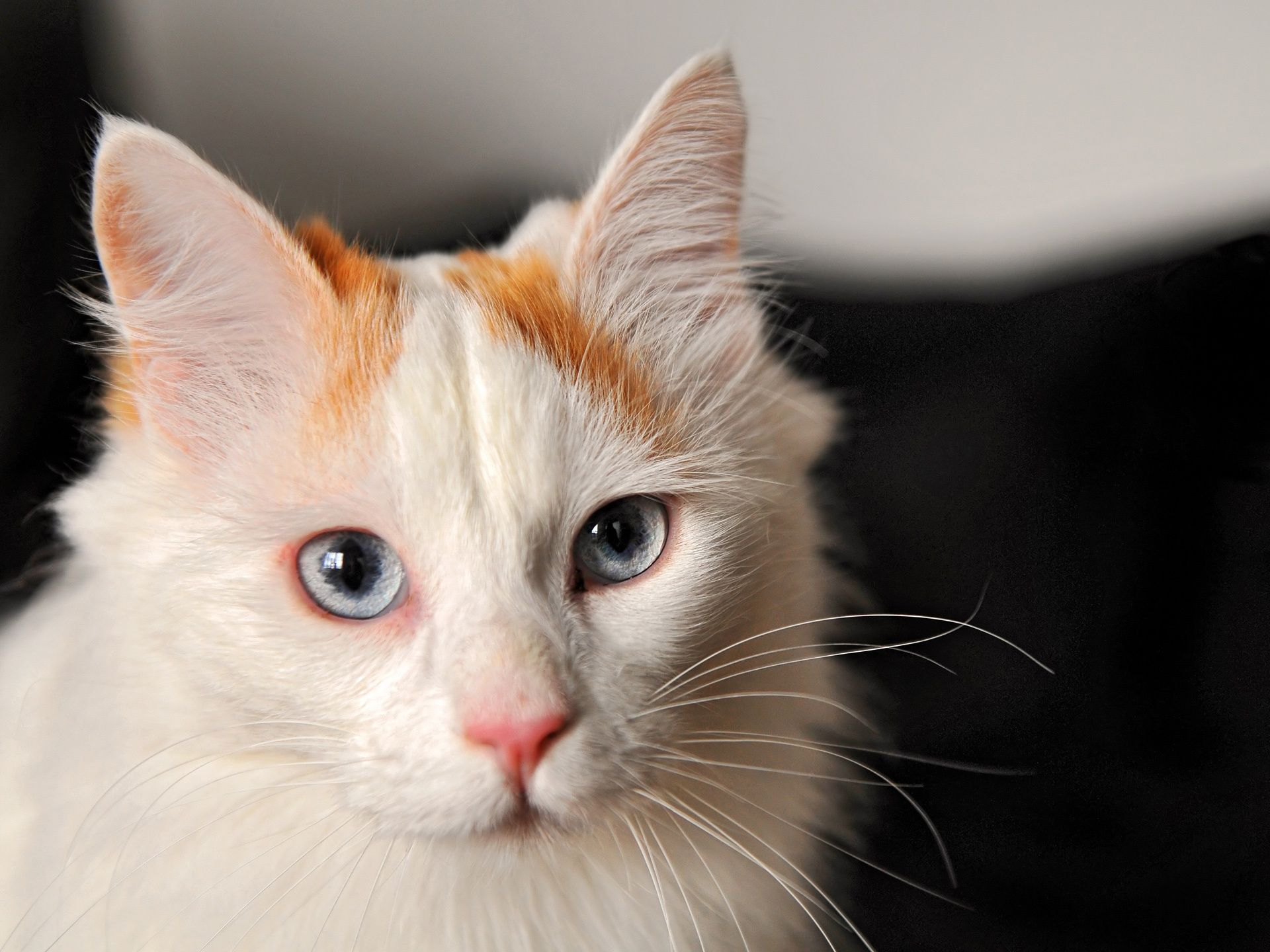 Turkish Van Breed